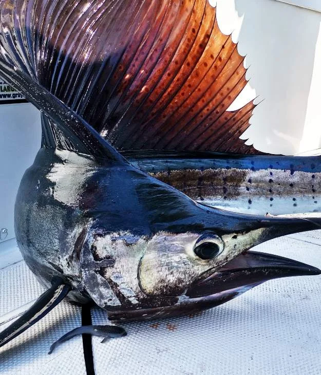 Sport Fishing
